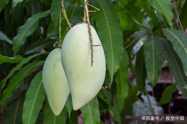 又是怎样传入中国的呢?一起了解芒果的植物文化