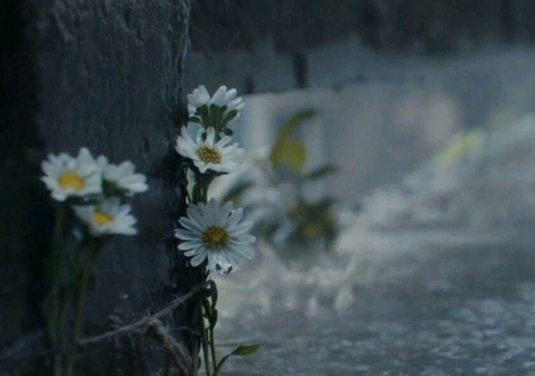 《少年的你》必须得三刷细细品味,只是一排小雏菊就有五个细节