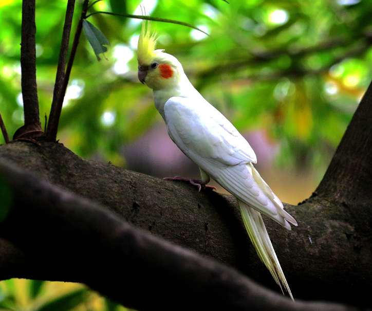 与大部分葵花凤头鹦鹉相区别的是,鸡尾鹦鹉具有长长的尾羽,尾羽的长度
