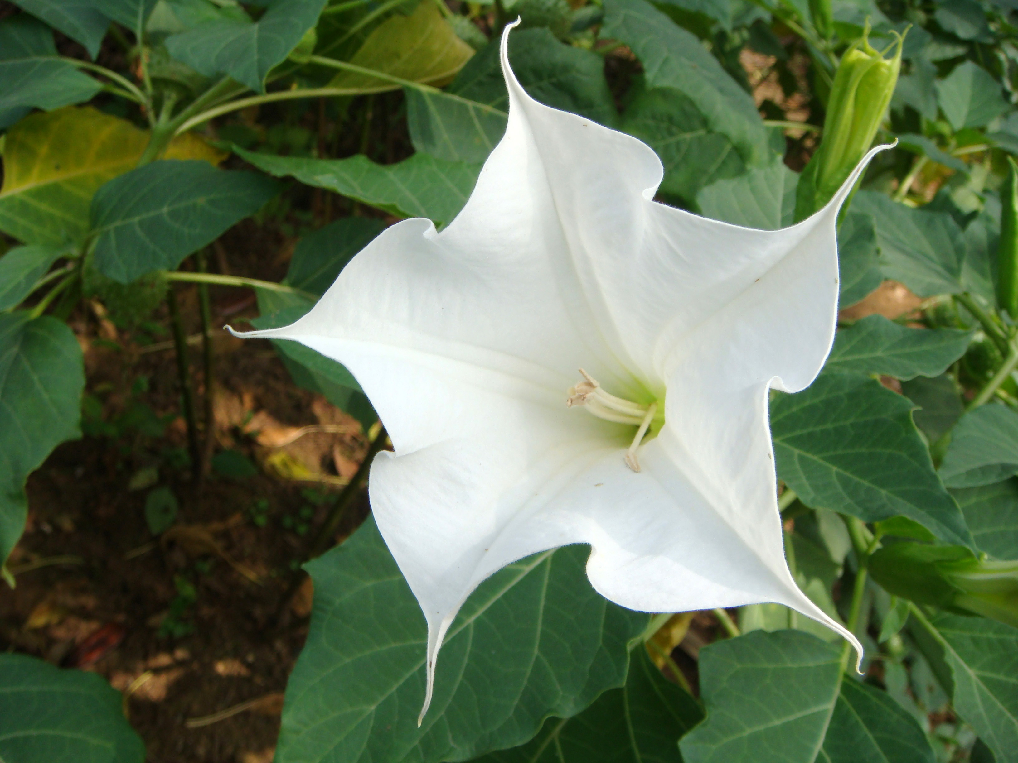 佛教的天界之花,曼陀罗的传闻传说,曼陀罗的中毒症状