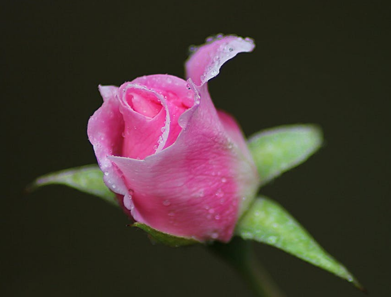 鲜花欣赏:一起欣赏芳花吐蕊的鲜花欣赏,非常好看