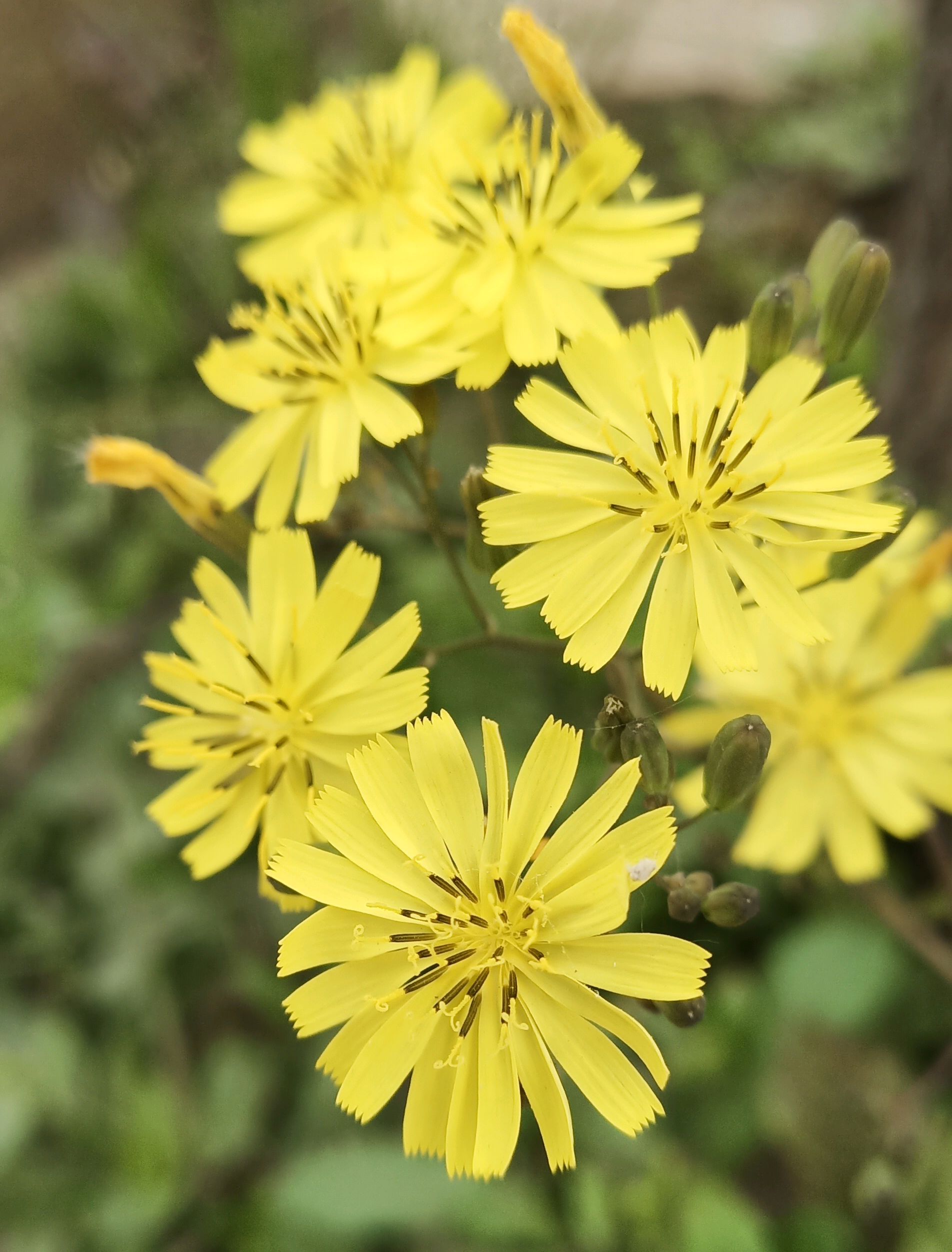 春天山里的一片景色