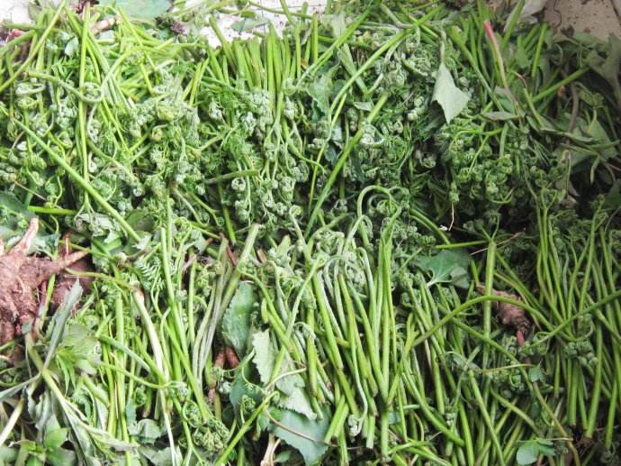 人称"拳头菜",3月美味正当季,入夏就成草,你家田边或许有