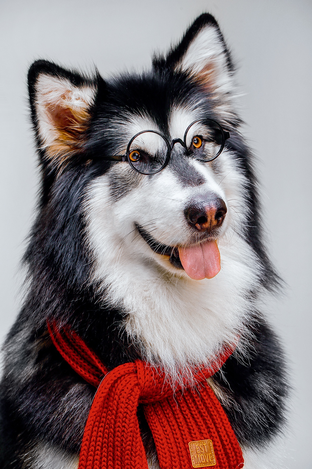 这就是雪橇三傻阿拉斯加了,喜欢小编的请多多关注我