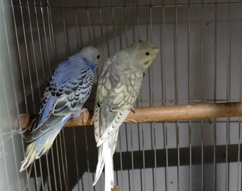 怎样手养虎皮鹦鹉,看着容易其实不简单!