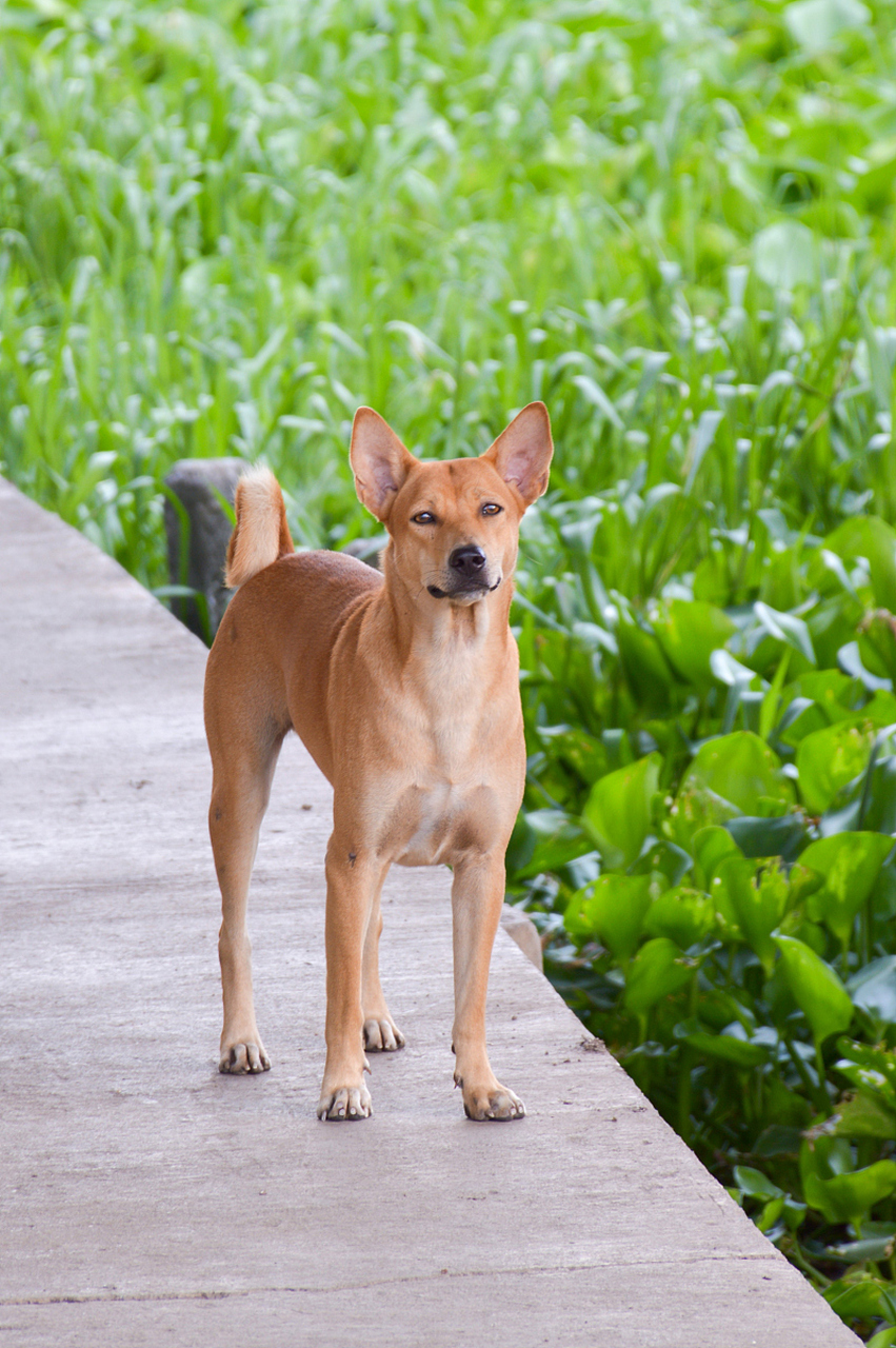 土狗,家园的小守护神!机警,忠心又暖心.