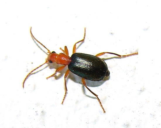 射炮步甲知识科普,这些不能错过,应该让更多人知道!