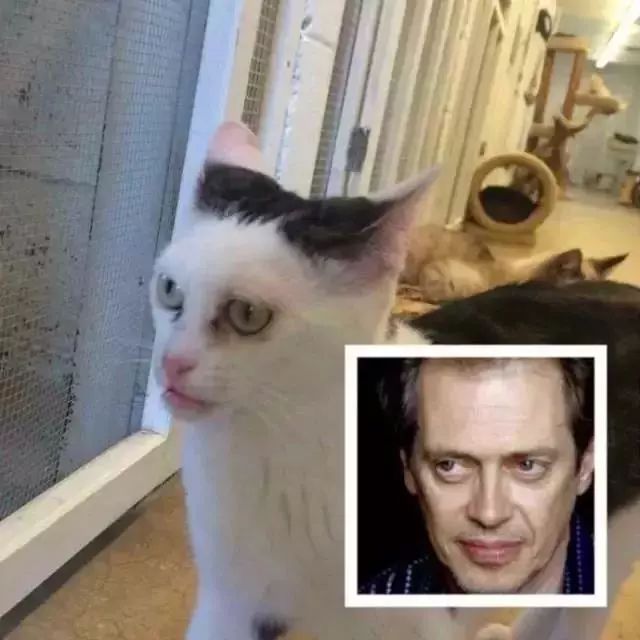 有一只长得像人的猫,丑得很魔性!