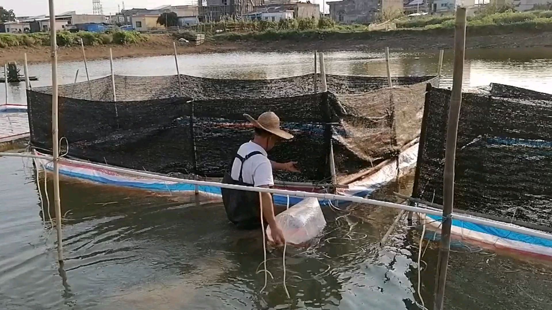 20多年繁殖日本锦鲤的老师傅,看看他是怎么做的,太简单了对不对