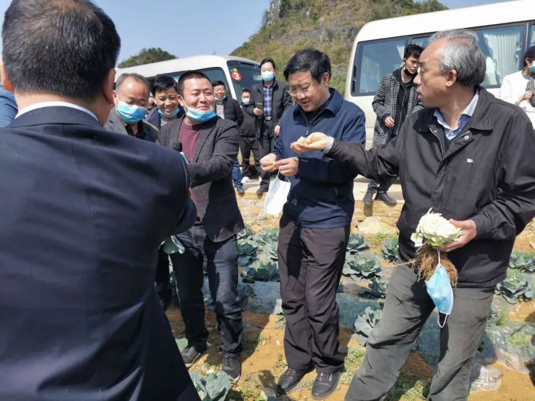 胡继承点赞,吴刚平代言!紫云生态蔬菜可以生吃