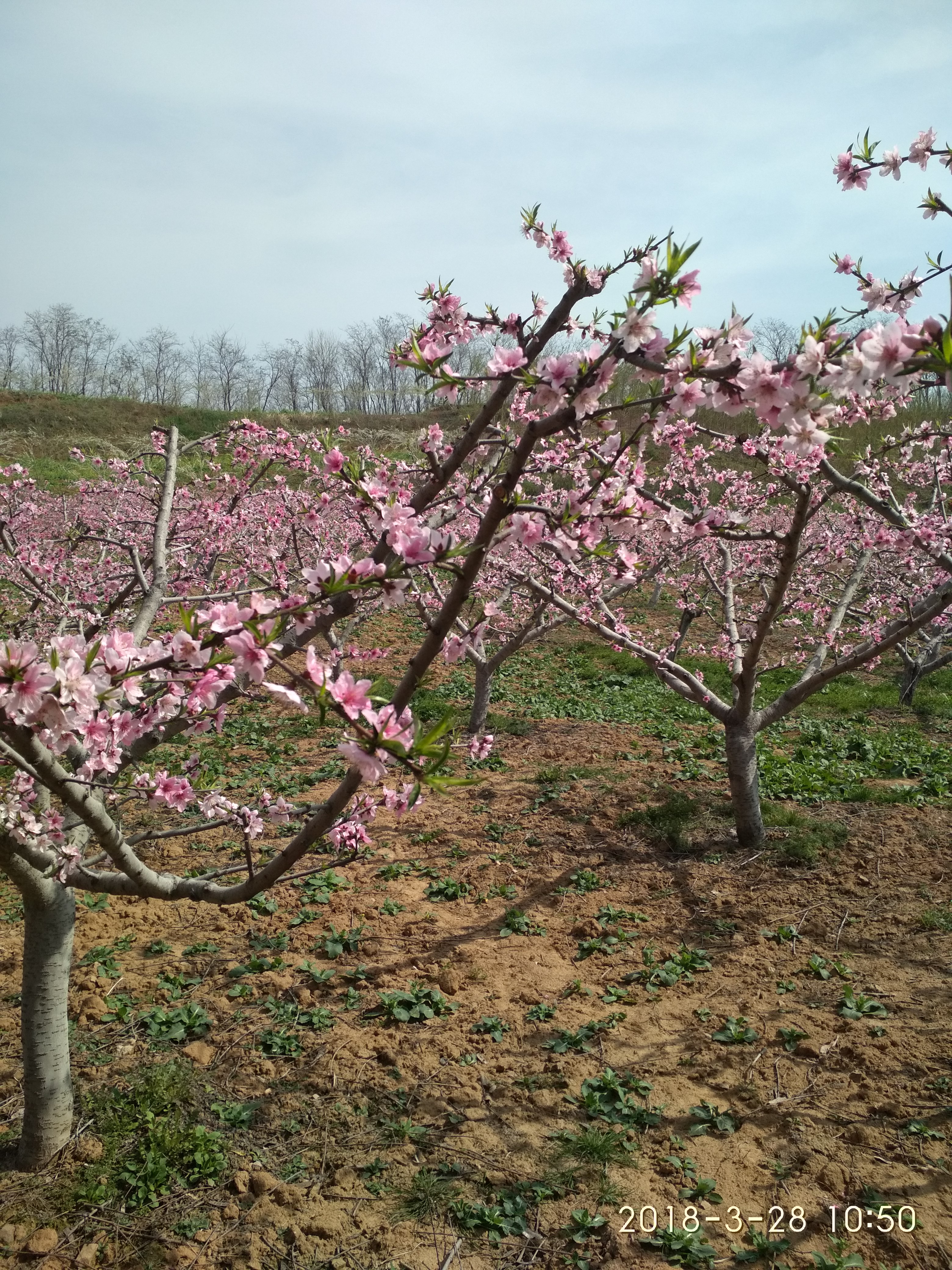 桃树的冬季修剪该怎么剪?