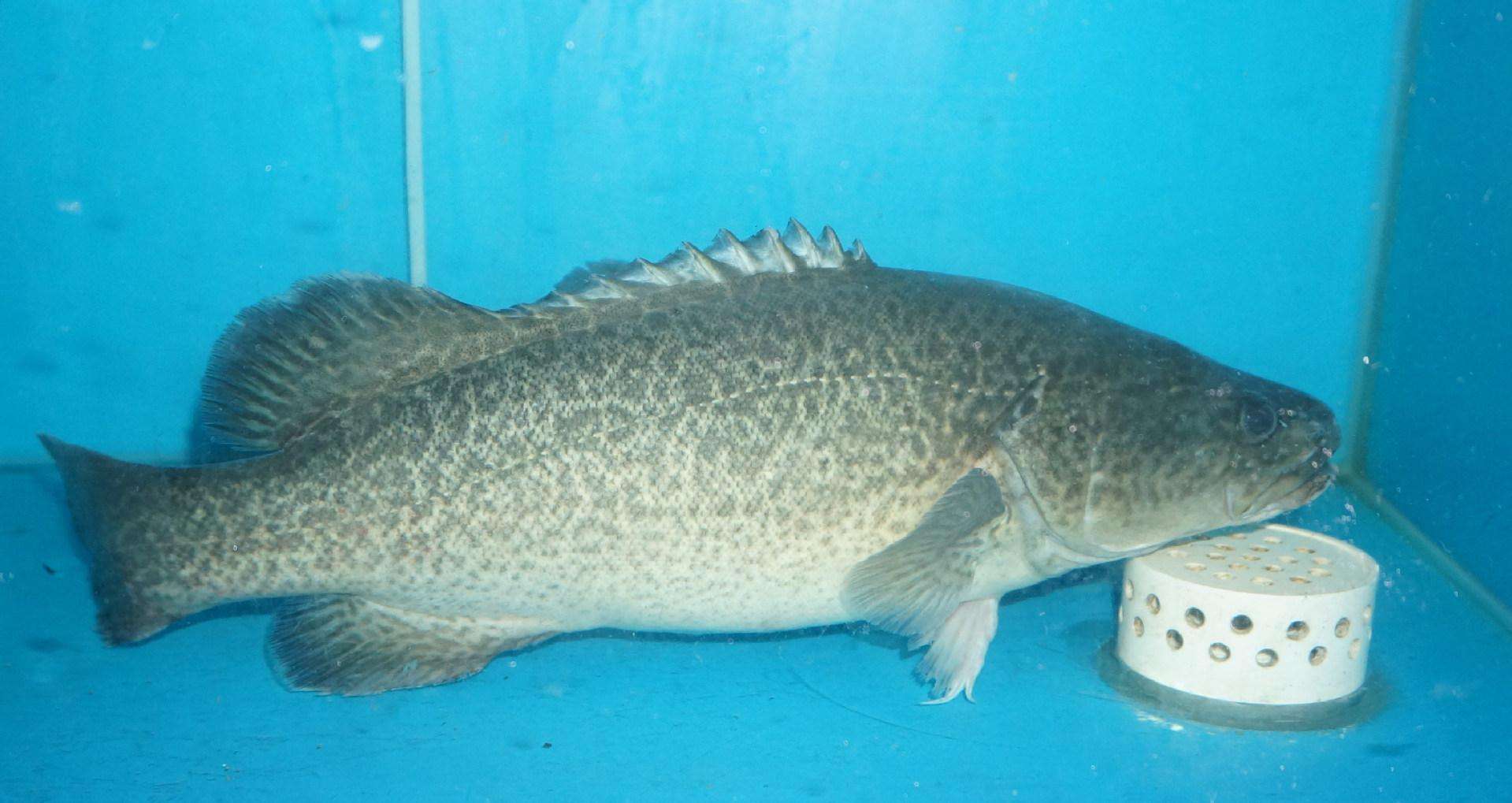 石斑鱼健脾益气,护肤抗衰老,6款家常石斑鱼做法,吃过人人夸!