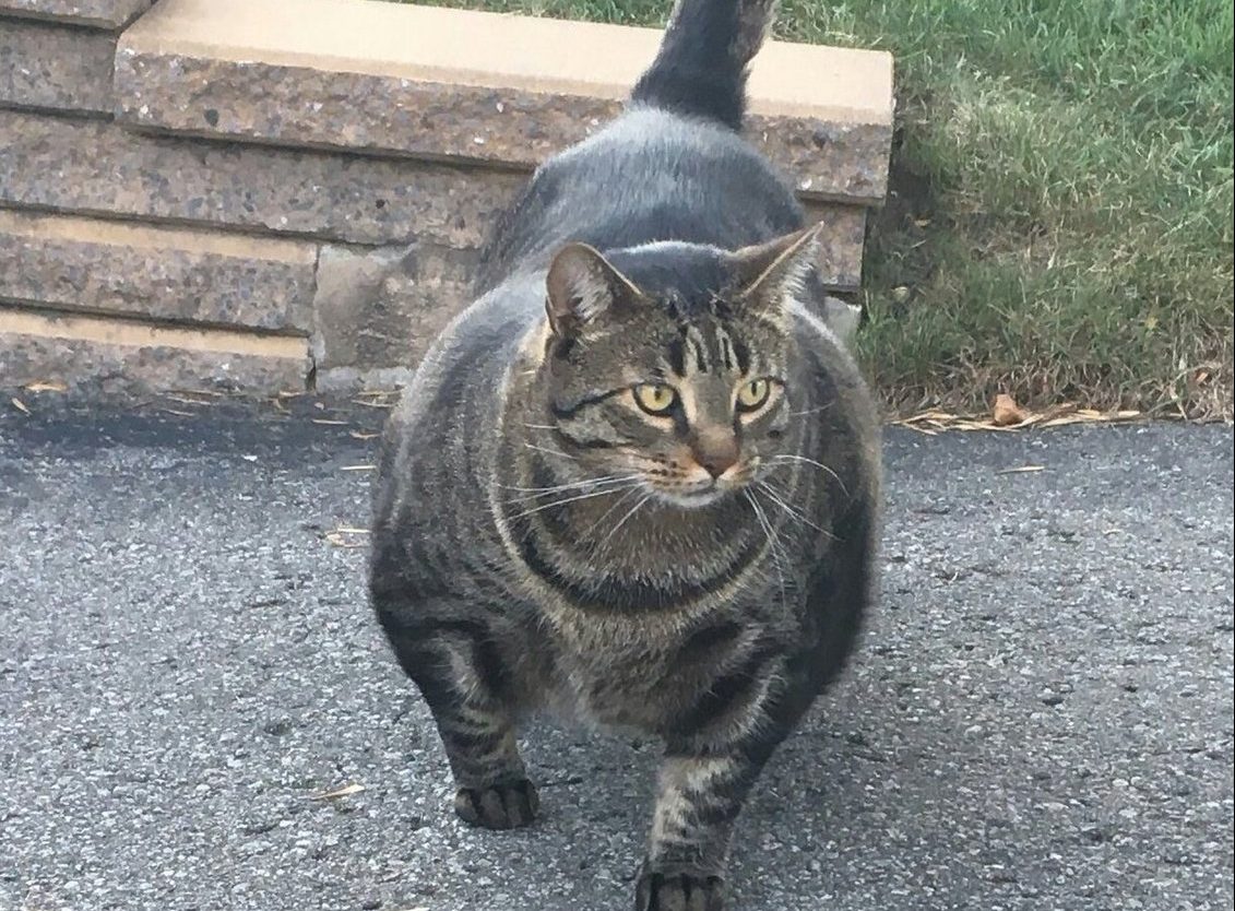 如推土机一般的公牛,无论你做什么,都不要穿着鲜艳的颜色接近这头公牛