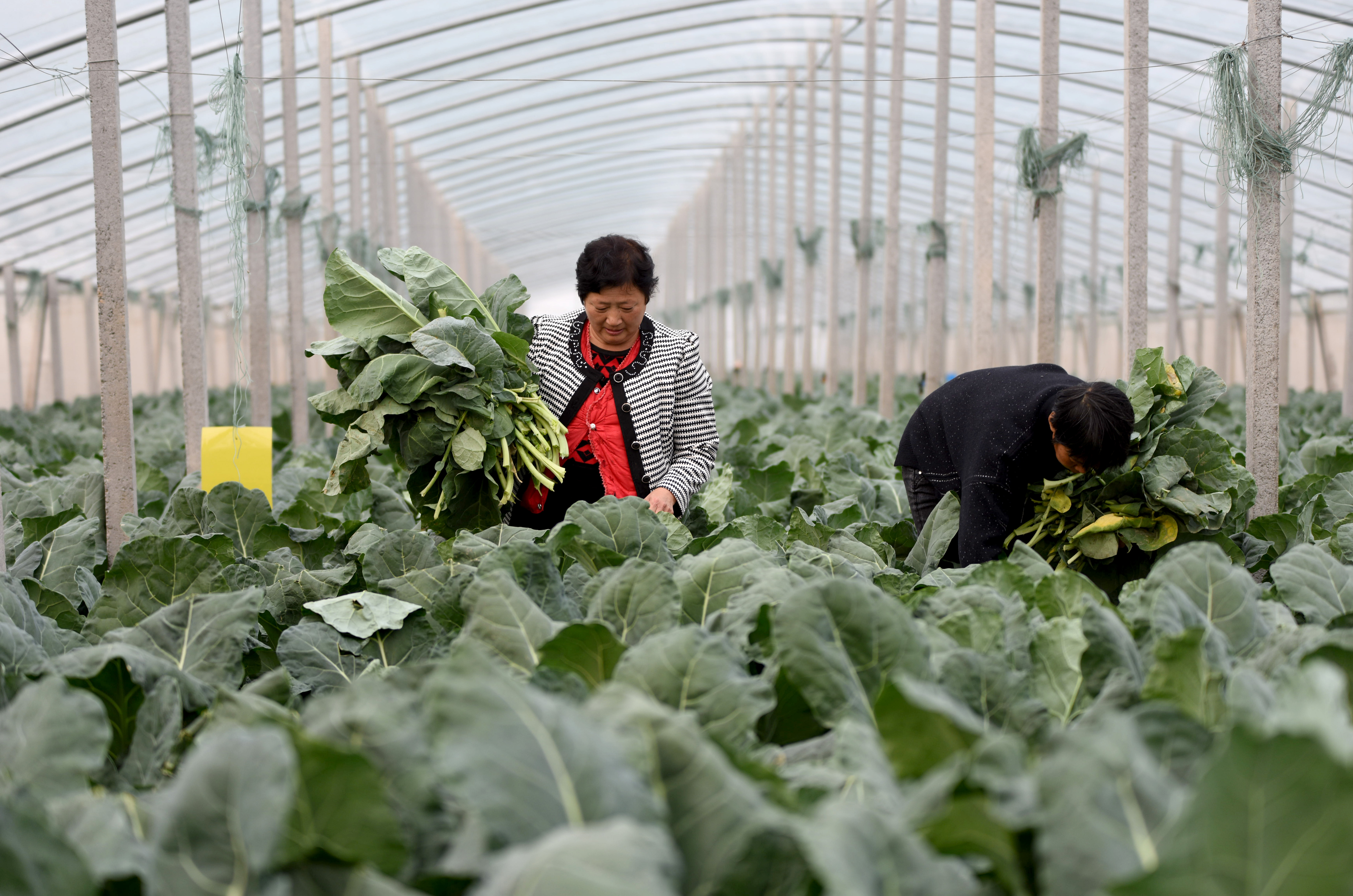 蔬菜规模化种植助农增收(2)
