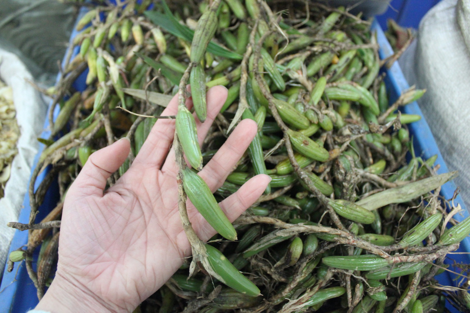 南方特有一野草,炖汤是佳品,极为珍贵,遇到请带回家