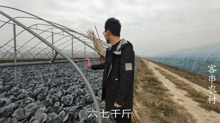 农村小伙第一次见紫包菜,听说可以生吃,吃一口啥表情?