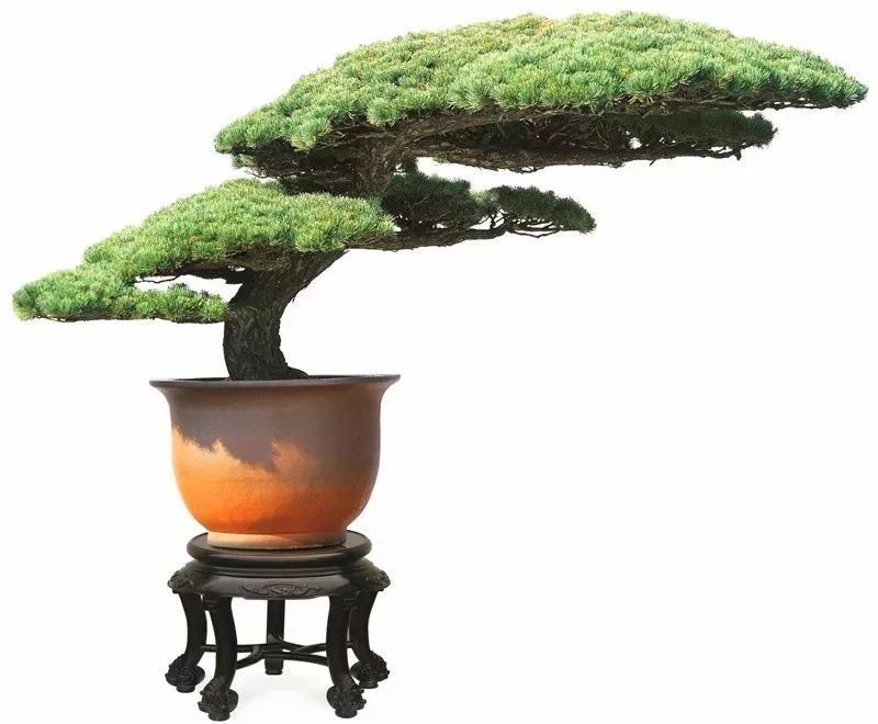 视频 | 惊艳了北京世园会"上海日"的海派盆景到底有多美?