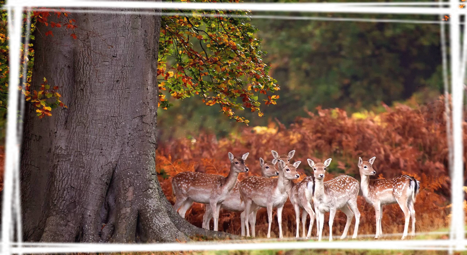 唯美鹿群意境高清宽屏壁纸