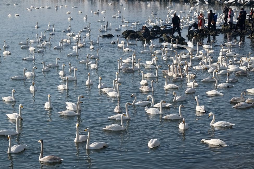 生态纪实:天鹅的过冬栖息地