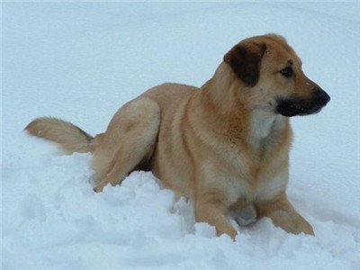 奇努克犬好养吗 加强对幼犬的训练