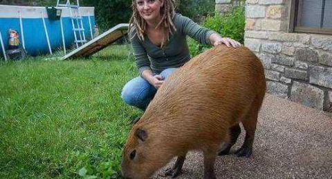 美国女子养了一只重100斤大老鼠 每次散步都引路人围观