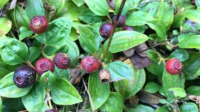 [图]这种植物叫“地菍”，在农村经常见，是一种非常珍贵的药材！