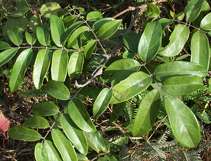 曾经这位皇帝喉咙疼痛难忍,当地名医让他含"金钥匙"竟痊愈了!