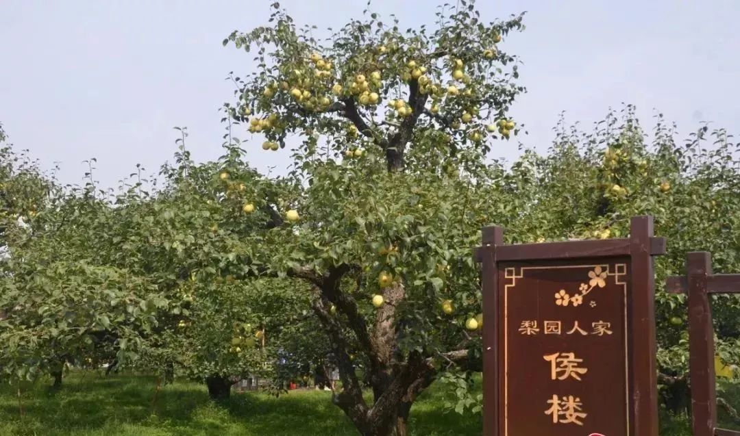 梨树网站建设 baijiahao.baidu.com