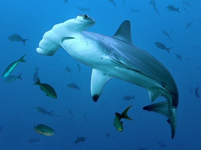 对路氏双髻鲨你了解多少?路氏双髻鲨知识大全