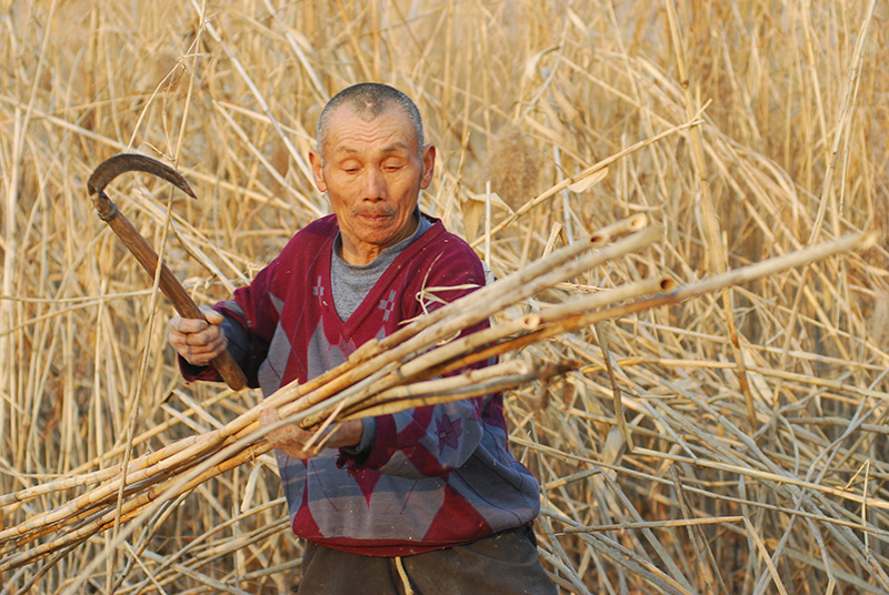 从前,一到冬季洪泽湖畔滩涂上就有农民收割芦苇而现在不多见了