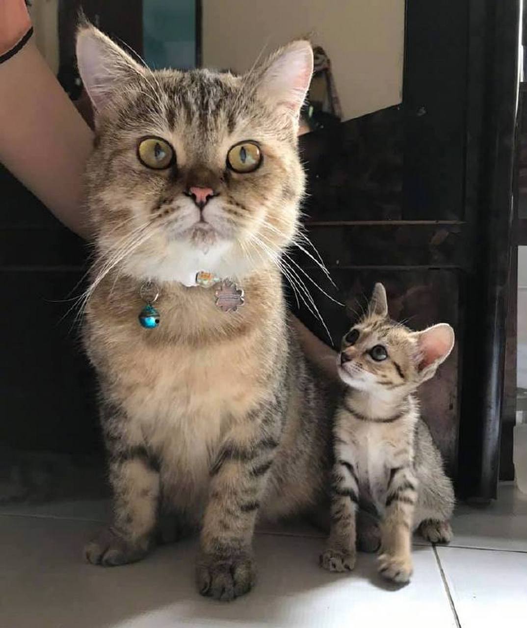 万物皆可云#【云吸猫】能笑一个吗?好严肃的母子俩~!