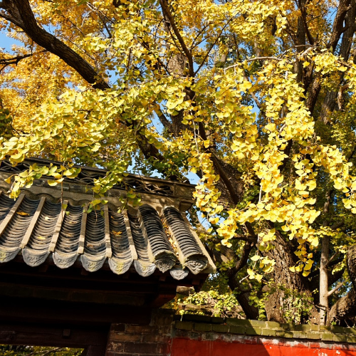 山东莒县浮来山千年古刹定林寺内,寺内一棵棵高大的古银杏树吸引着