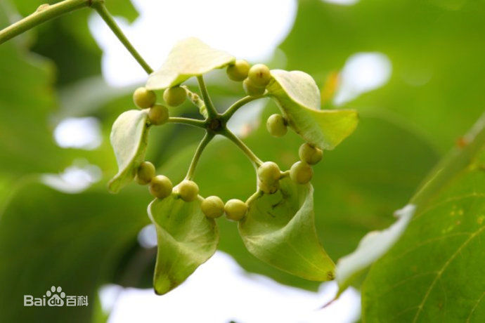 中国梧桐:栽下梧桐树,自有凤凰来