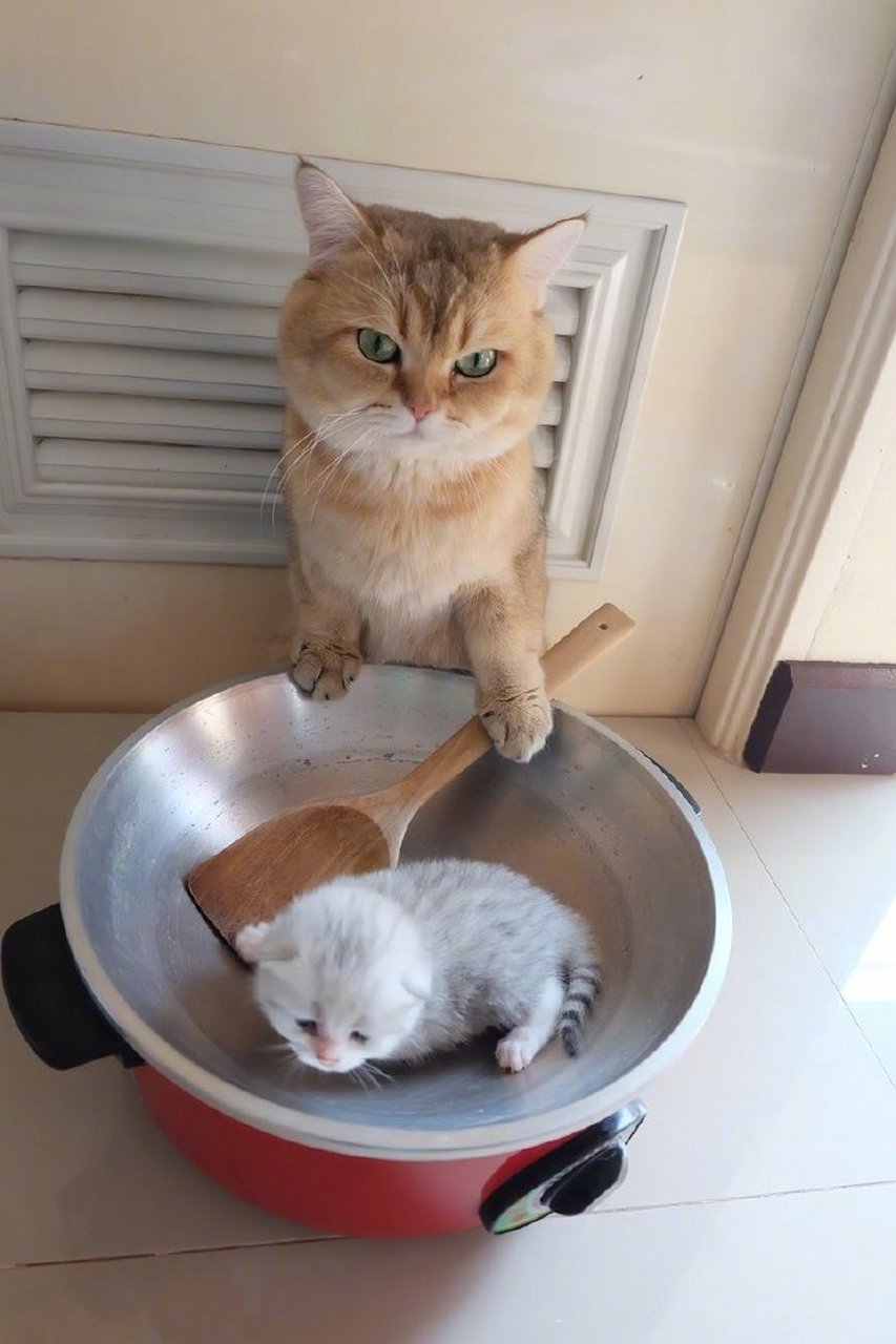 铁锅炖猫娃[大笑][大笑][大笑]#发现美好时光