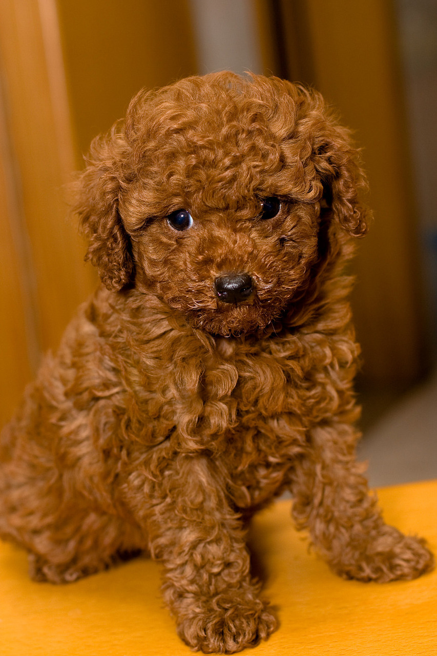 泰迪# 巧克力色泰迪