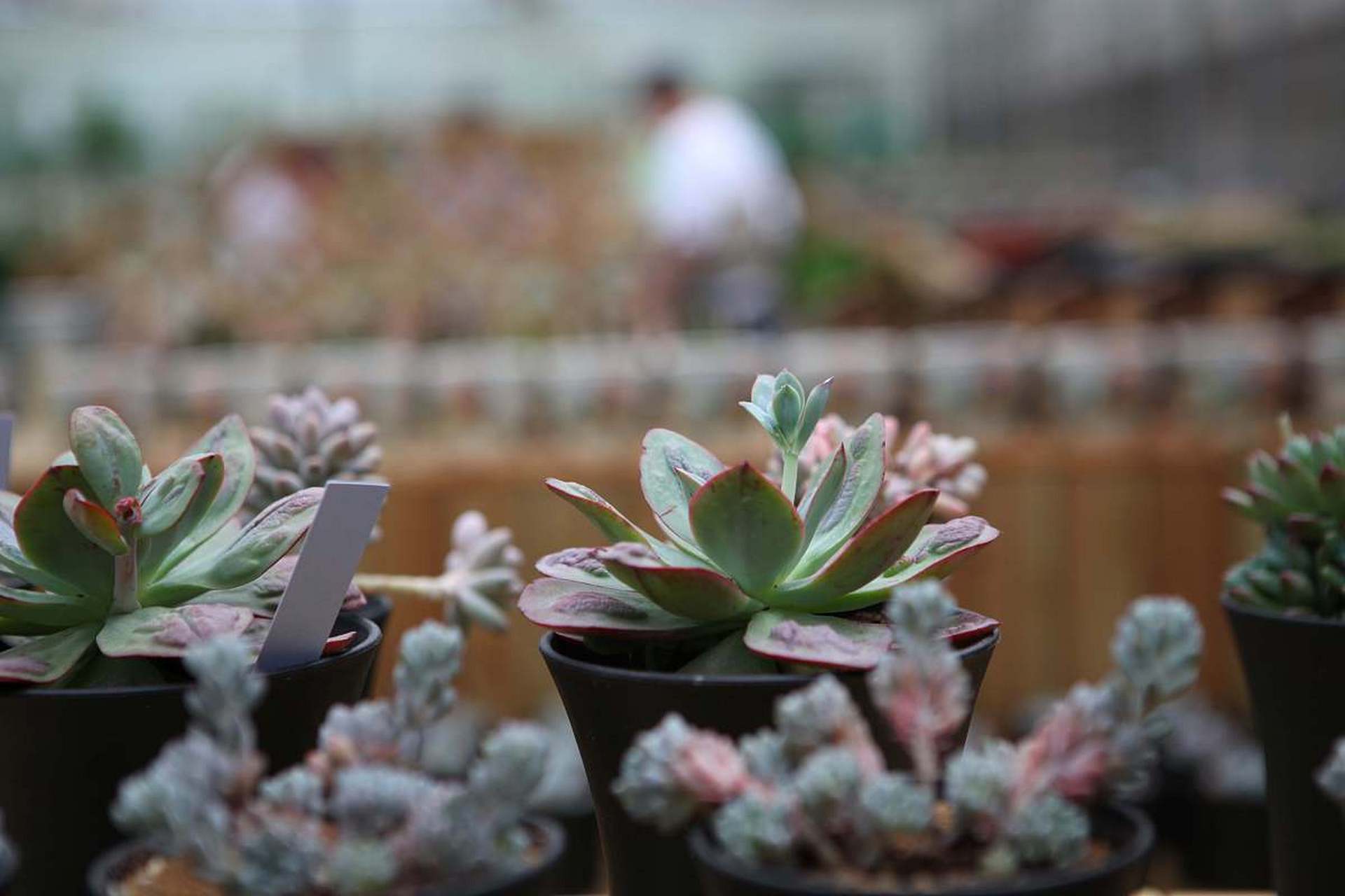 乙女心和虹之玉在内涵和表现方式上有着截然不同的特点.