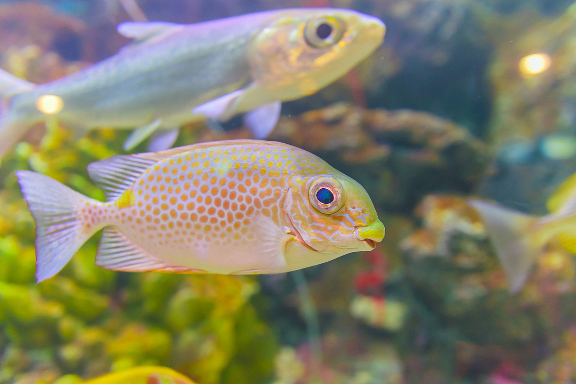 玛丽鱼喜欢生活在含盐分的碱性硬水中,食性较杂.