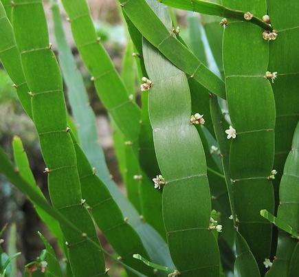 这竹子长得有个性,叶子扁平一节节,价值高遇到挖回家,好养