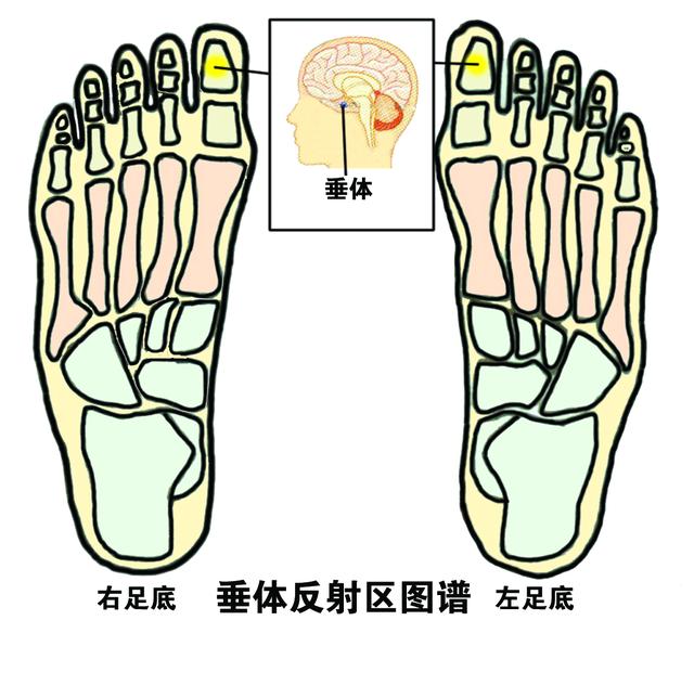 足部脑垂体的位置图图片