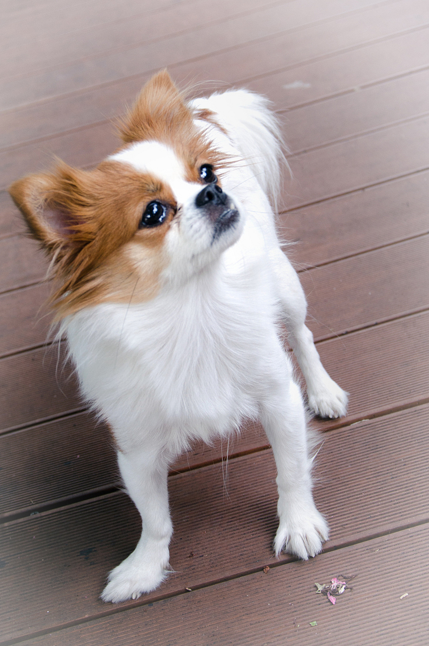 蝴蝶犬刚出生的样子图片