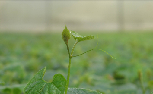 罗汉果苗期怎么管?重点抓好6个技术要点