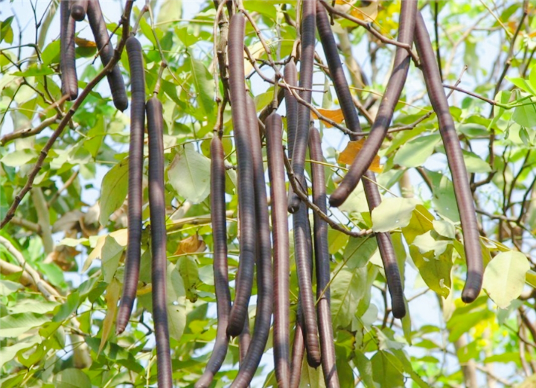 腊肠树,属于苏木亚科长绿乔木,高可达15米,幼枝树皮光滑,灰色,老时