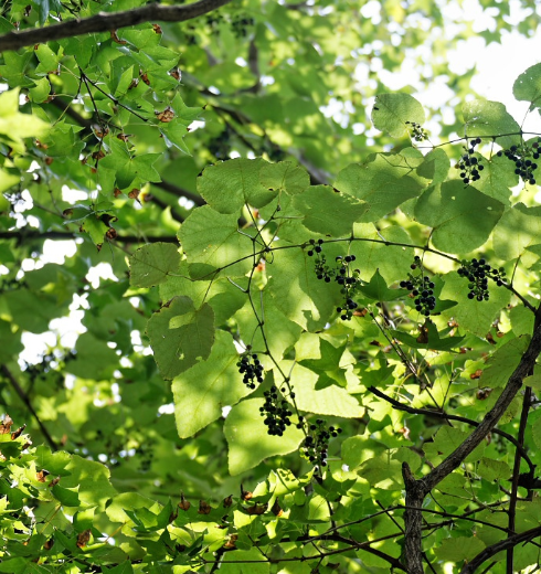 山谷丛林中这棵据称已百余年的野葡萄藤长达数十米!你们见过吗