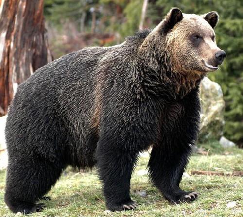首次在非保护区发现野外黑熊 开化王山追熊记