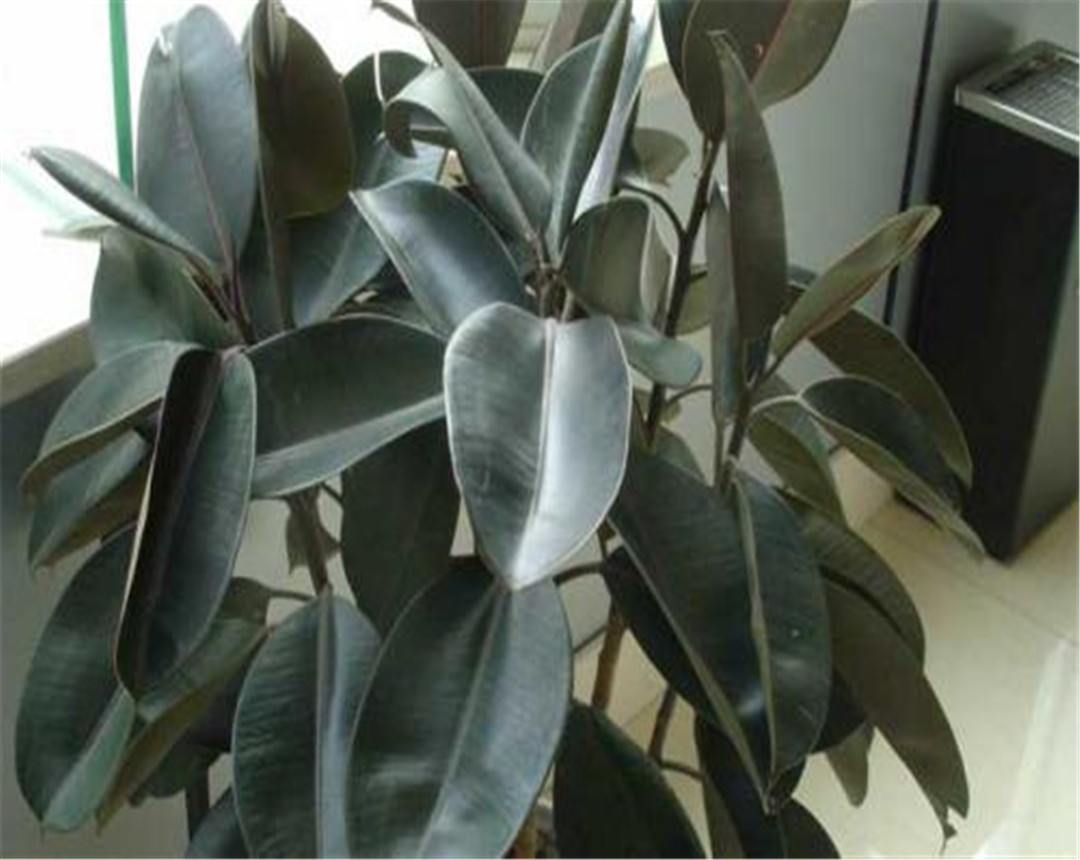 橡胶树 - 优质问答专区