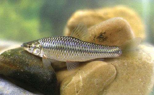 它是河中"最记仇"的鱼,曾经不被渔民待见,如今想钓也困难