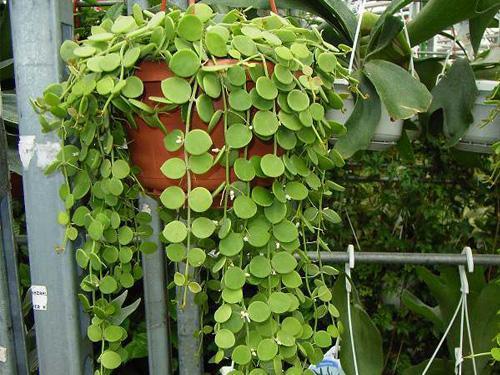 这4种绿植生命力旺盛,给点空气都能长得旺,给人希望与平安