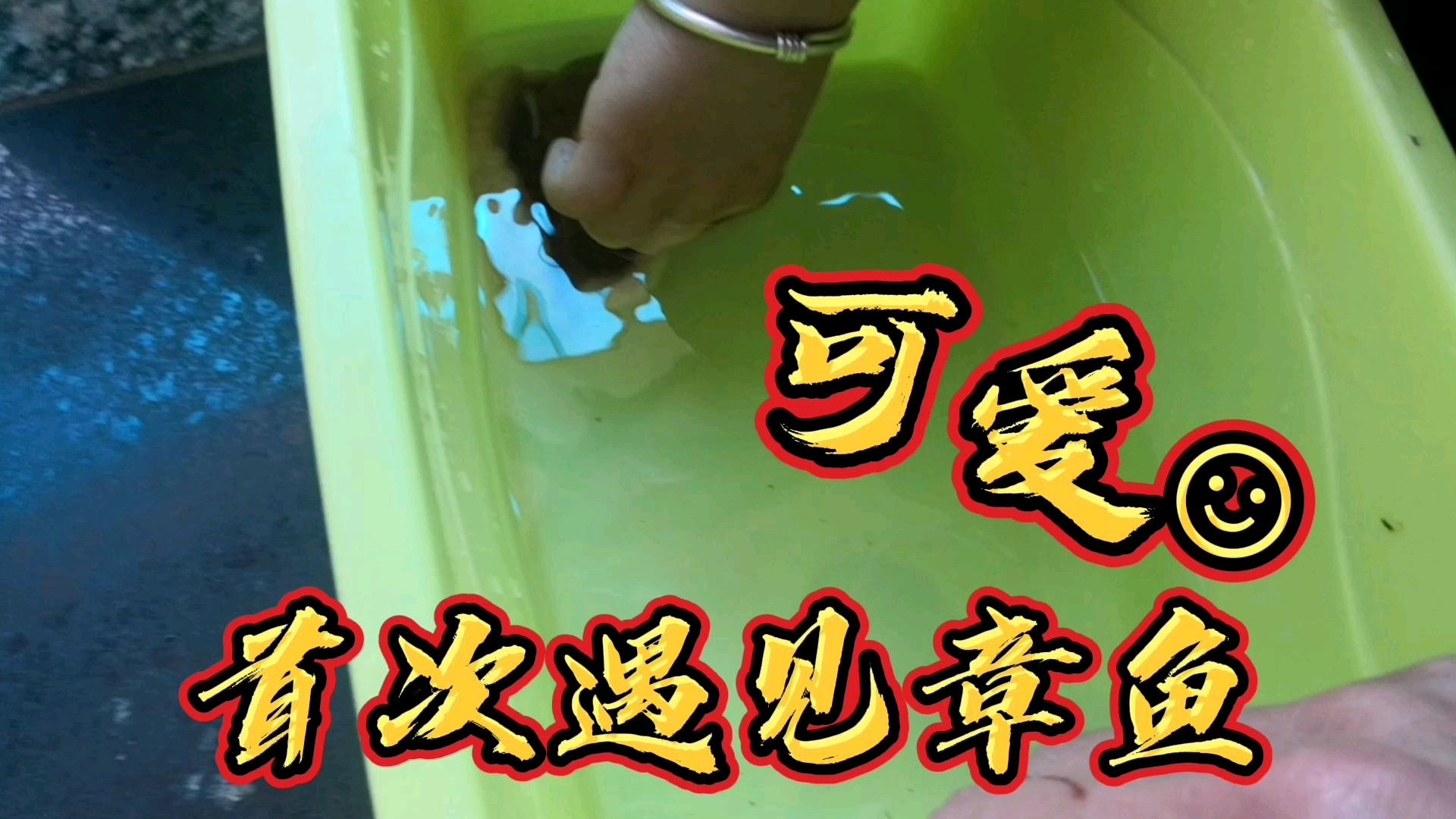 一直生活在内陆,第一次看见章鱼宝宝,比电视里可爱