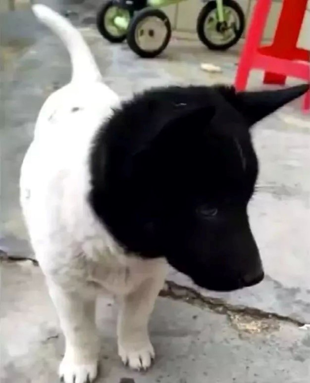 狗狗遗传基因太强了,简直就是复制粘贴,全黑头白身!