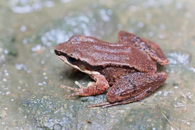自然| 青蛙的外表鸟的嗓子,这个物种中国特有,你见过吗?